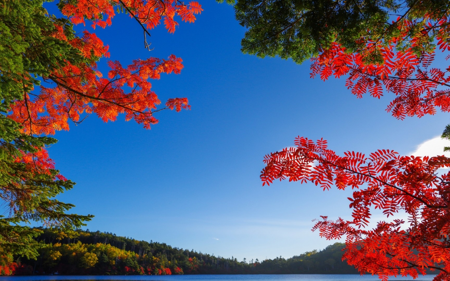 озеро, деревья, осень, листопад
