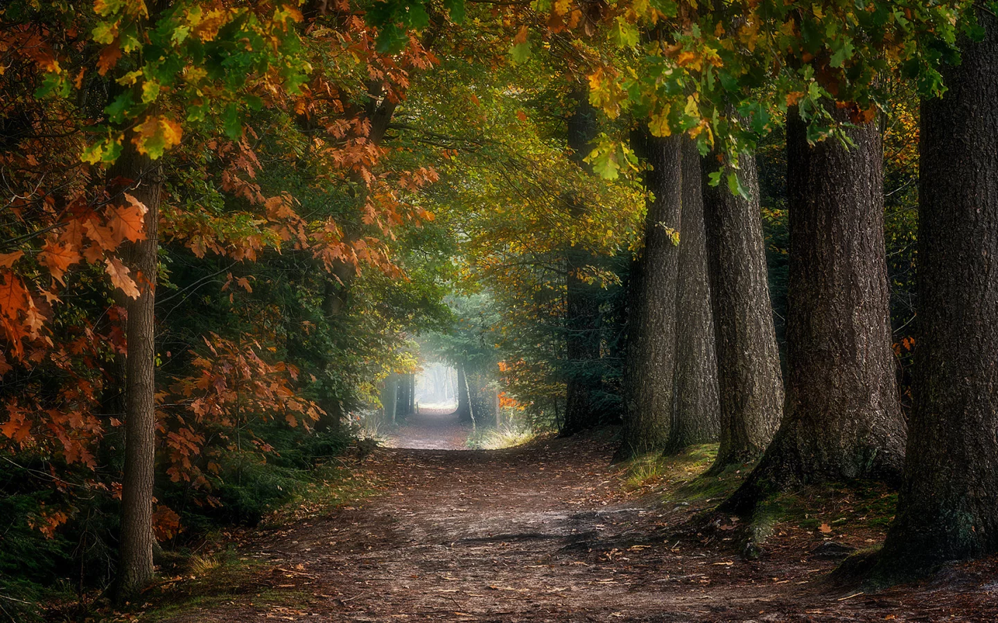 аллея, деревья, осень, листопад