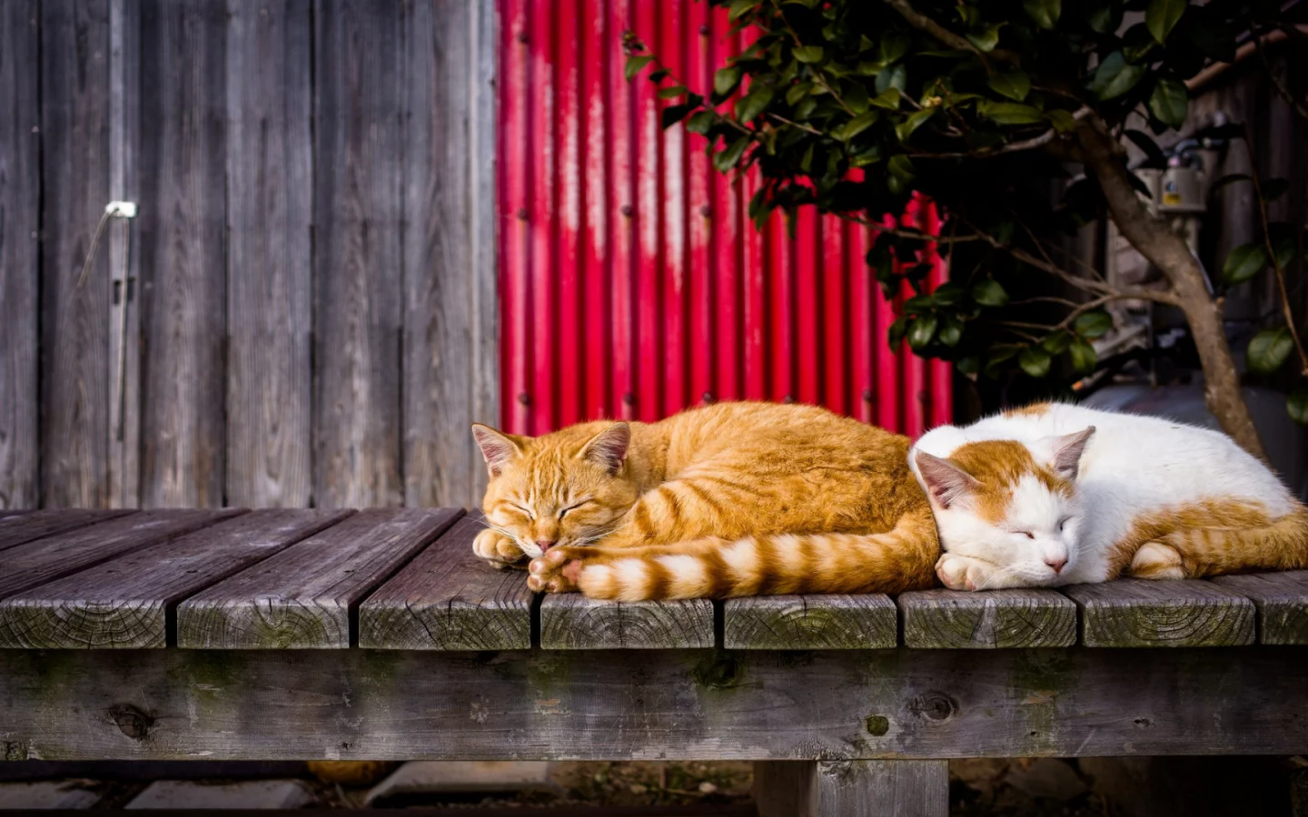 коты, спят