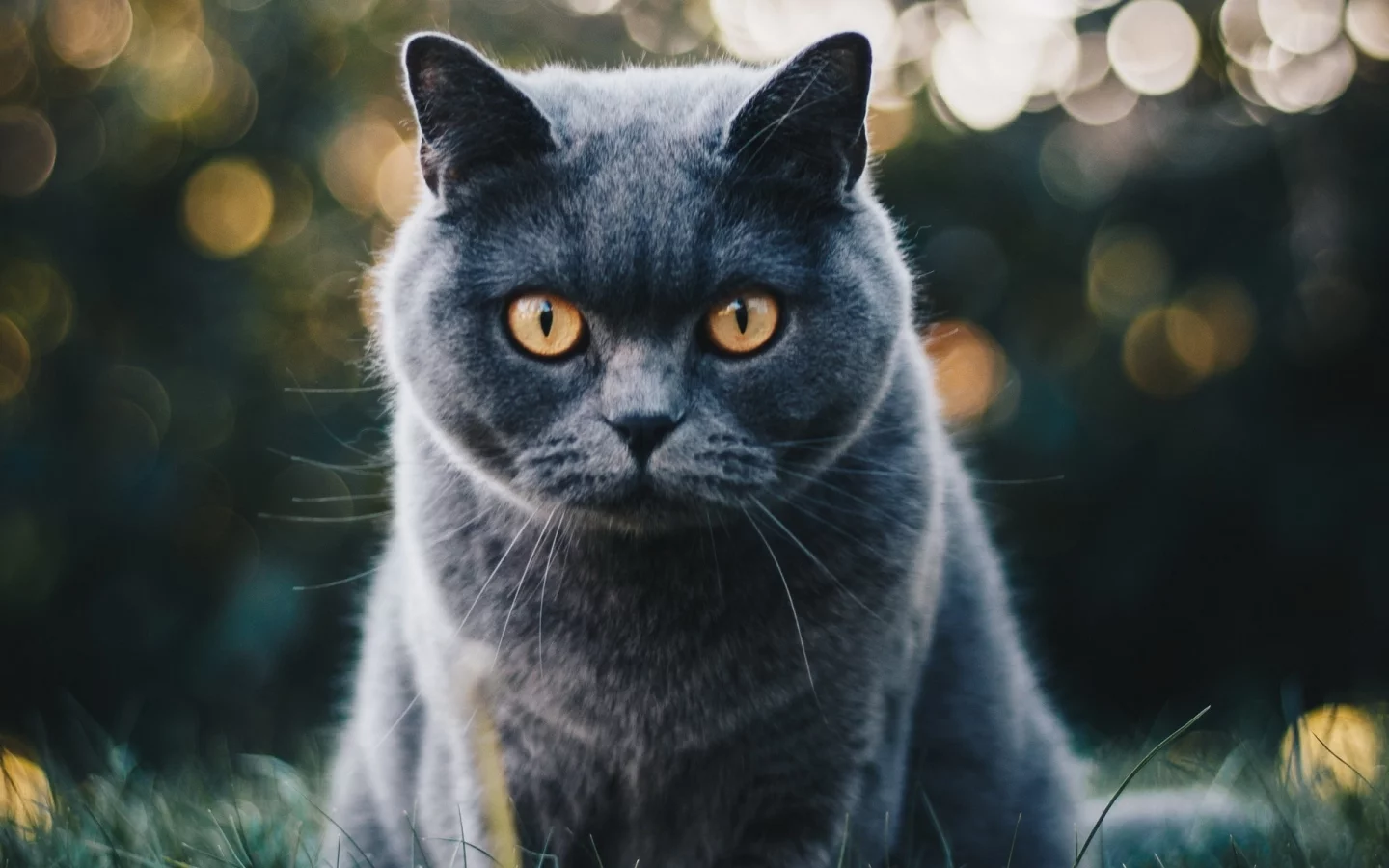 кот, взгляд