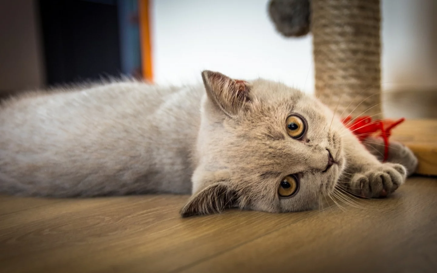кот, взгляд, лежит