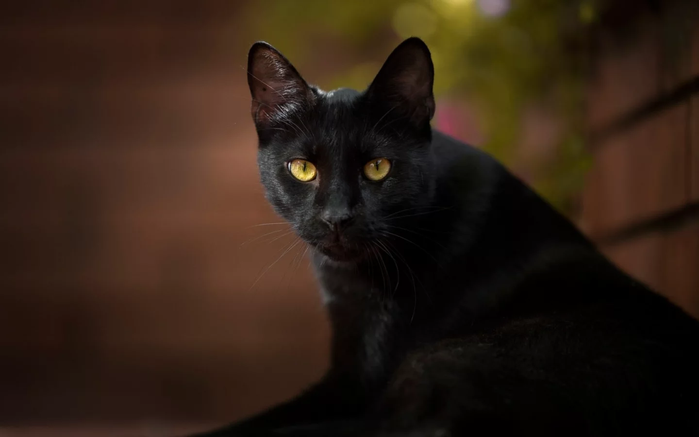 кот чёрный, взгляд
