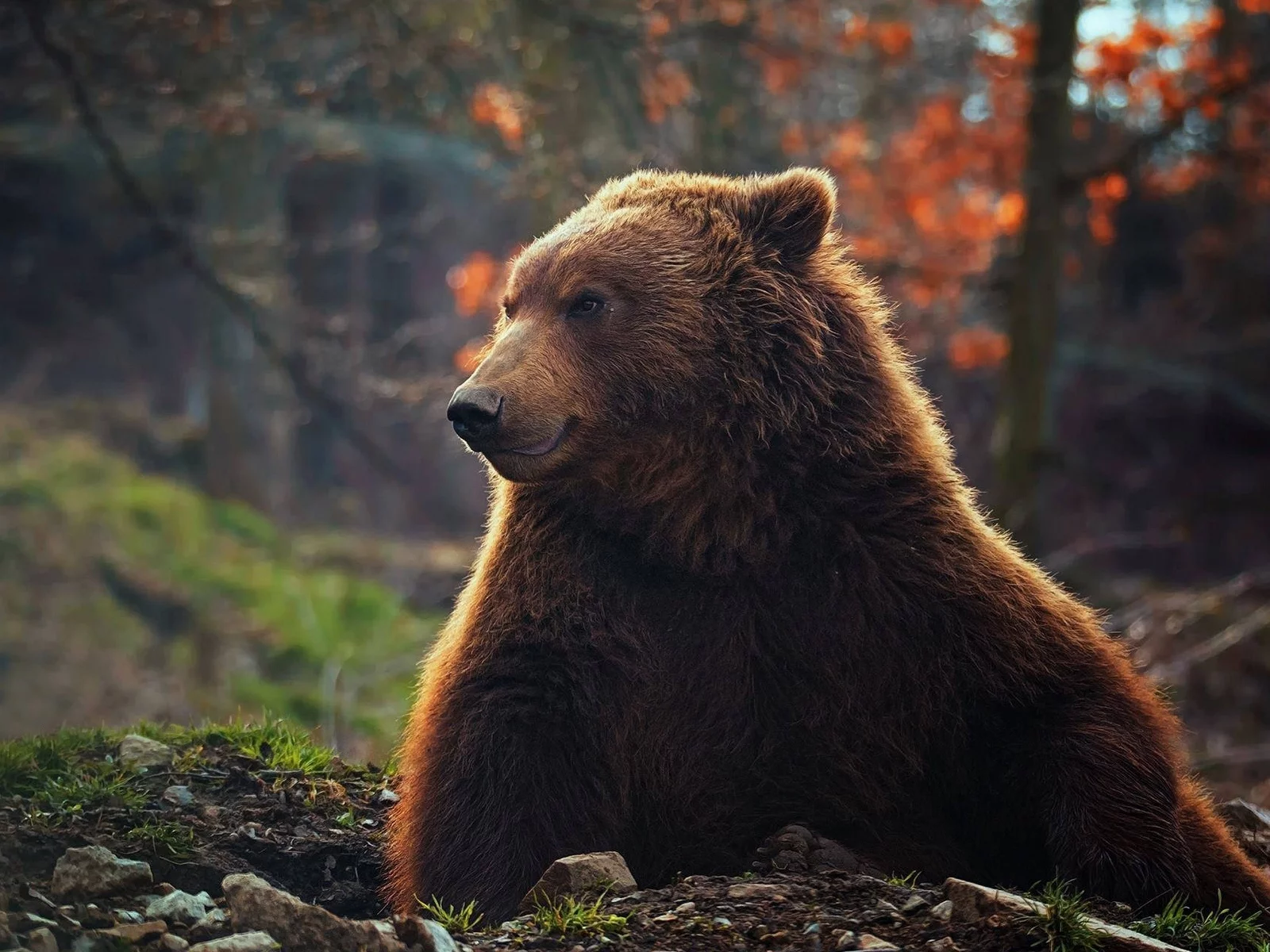 медведь, животное