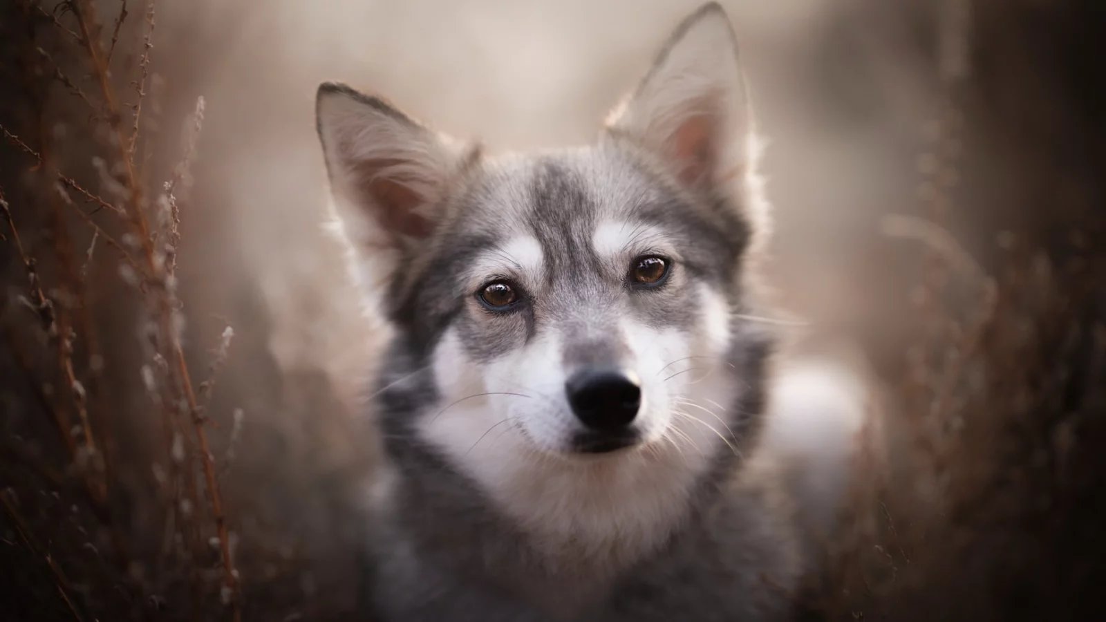 собака, животное