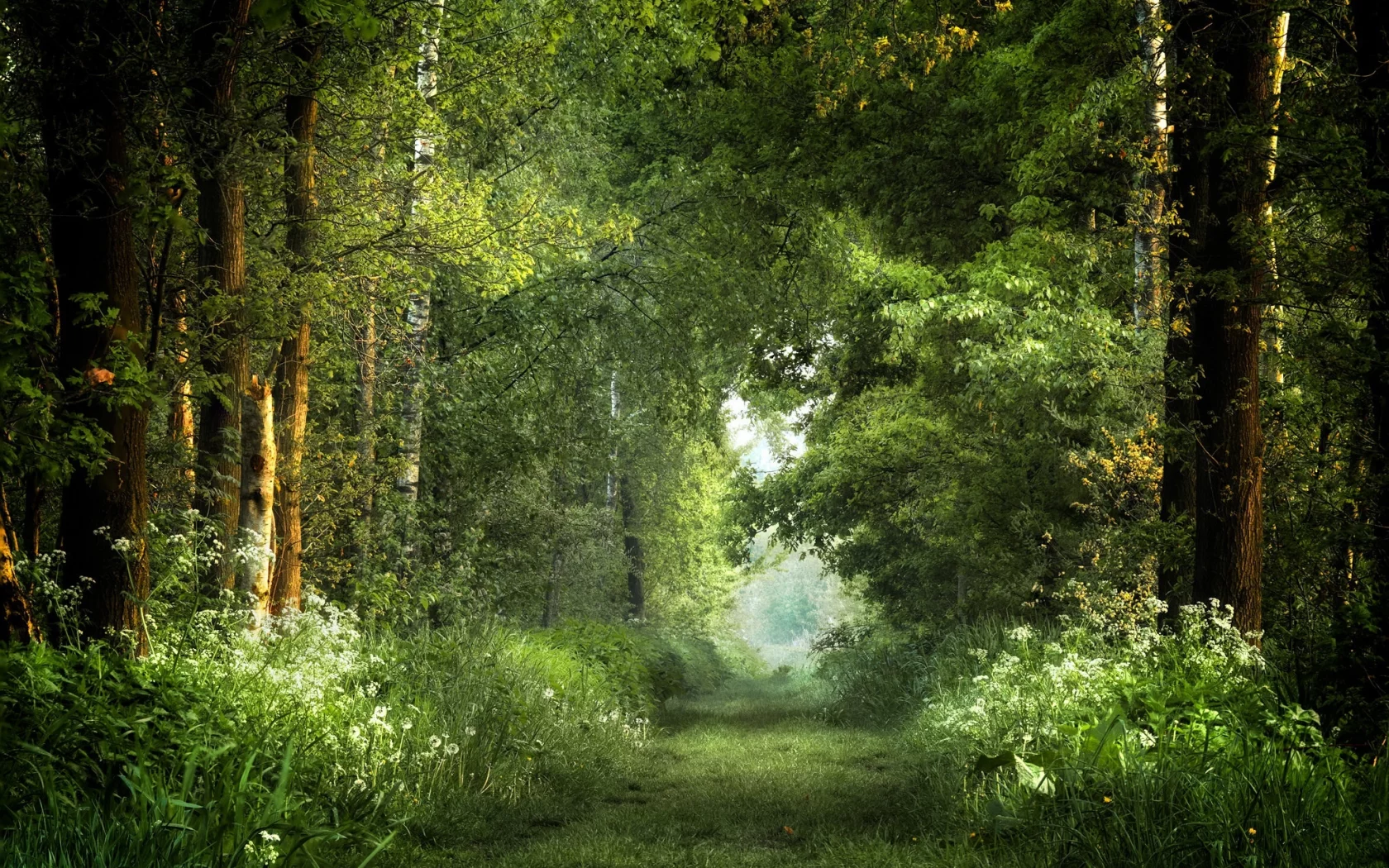природа, лес, дорога, деревья