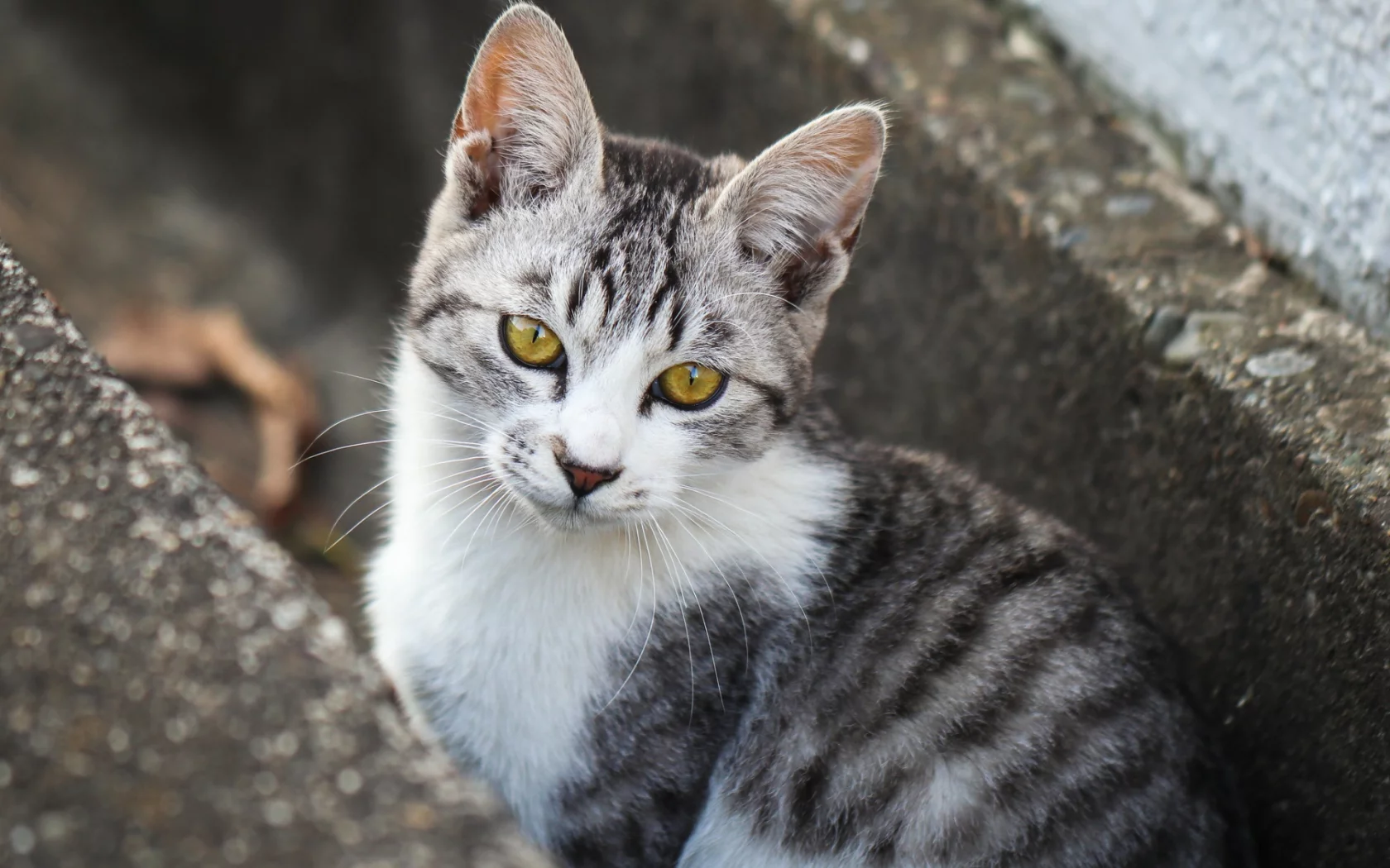 кот, взгляд, животное