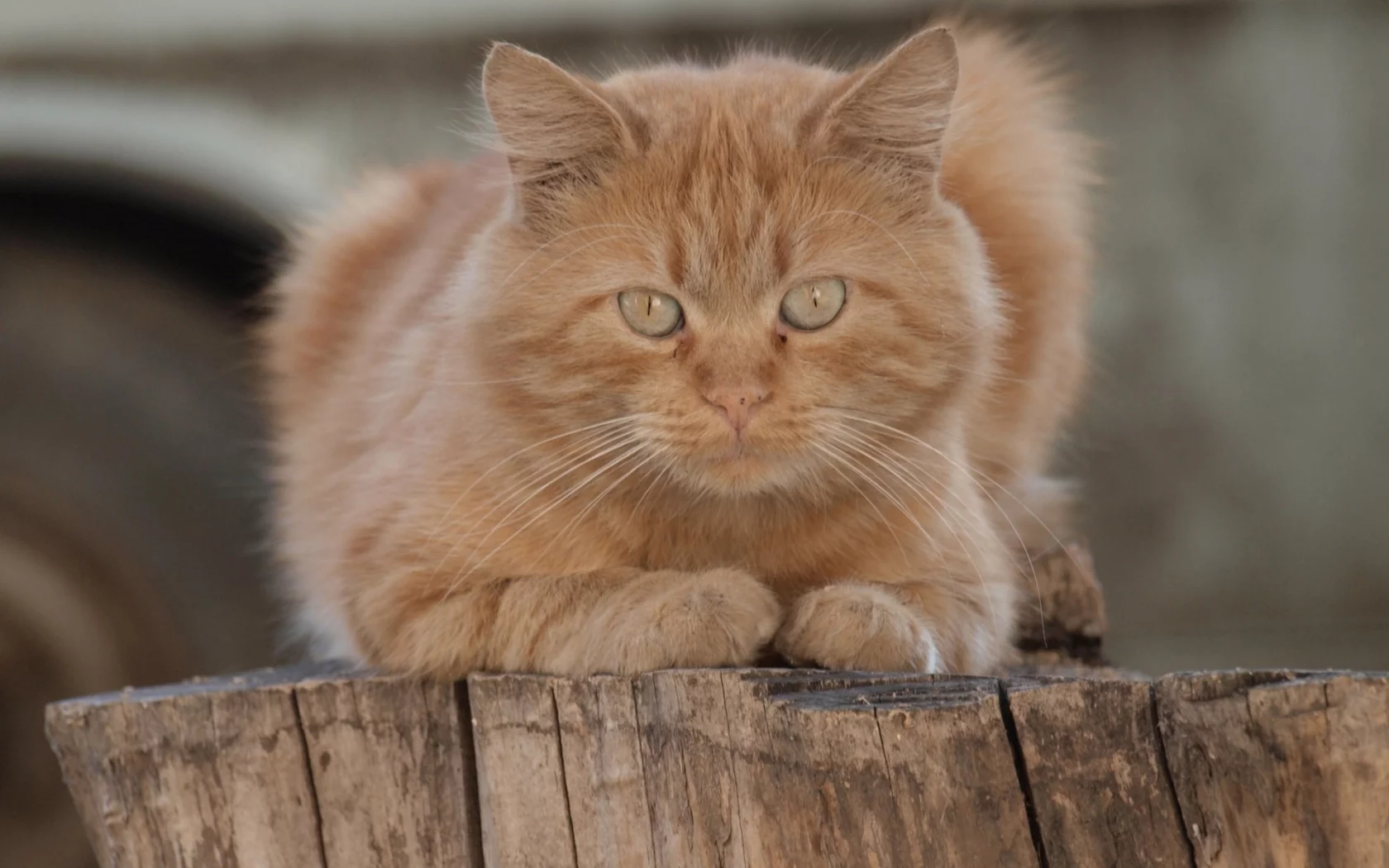 кот рыжий, взгляд
