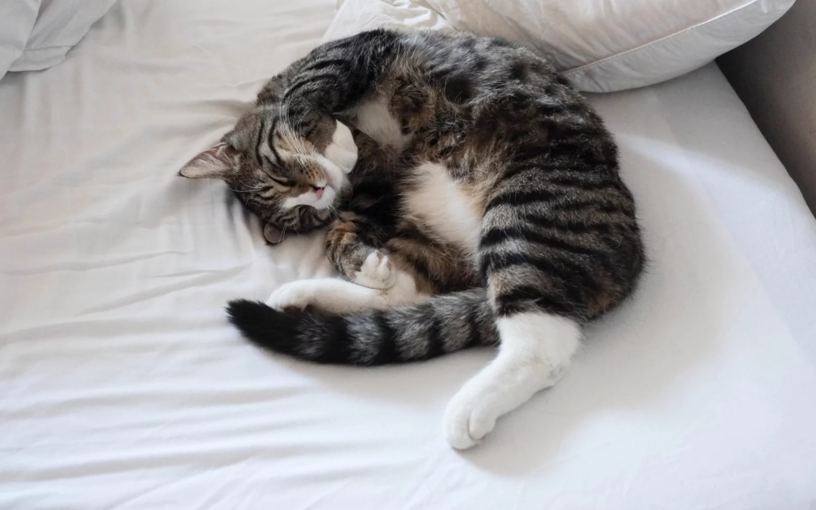 кот, спит