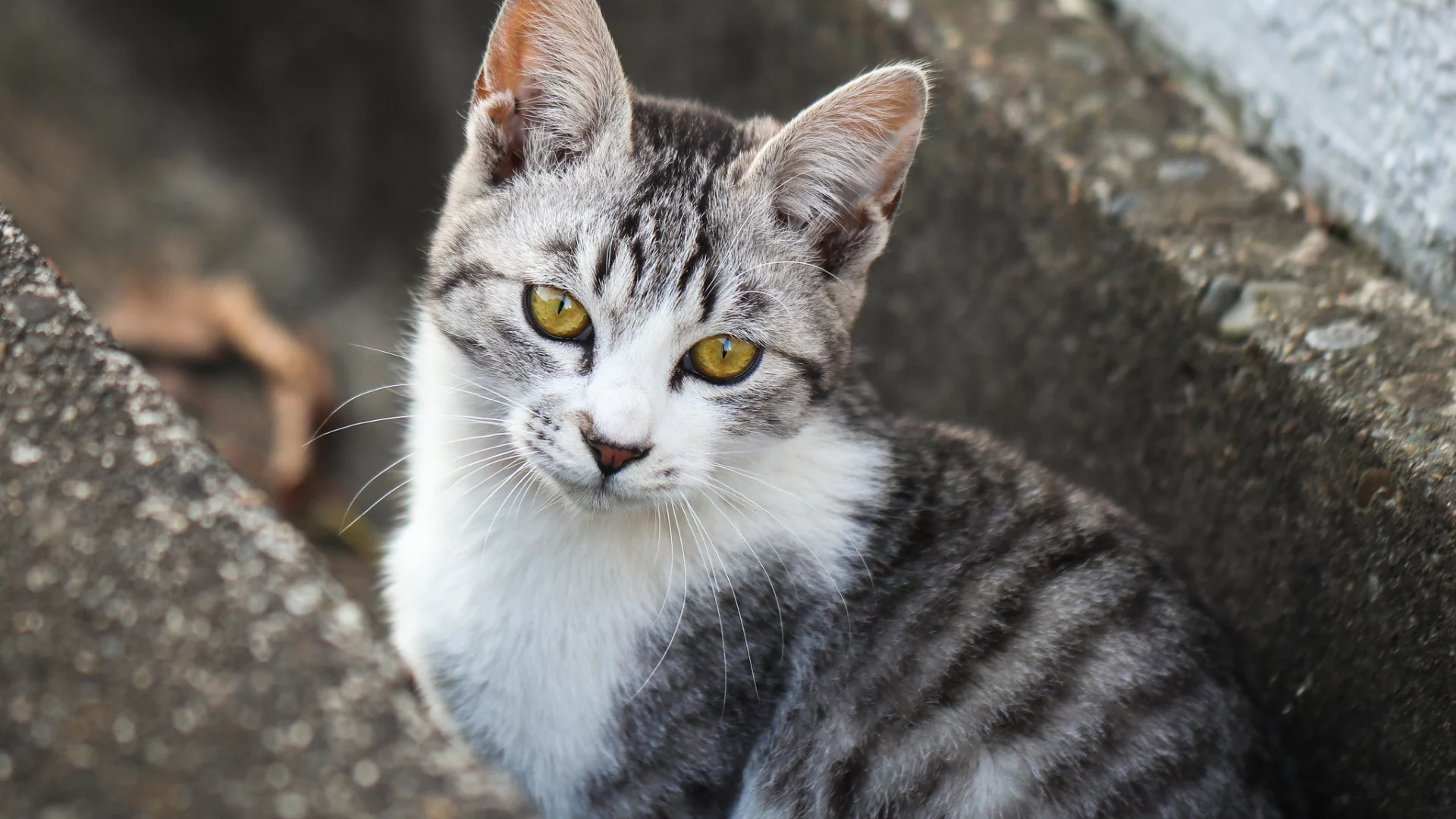 кот, взгляд, животное