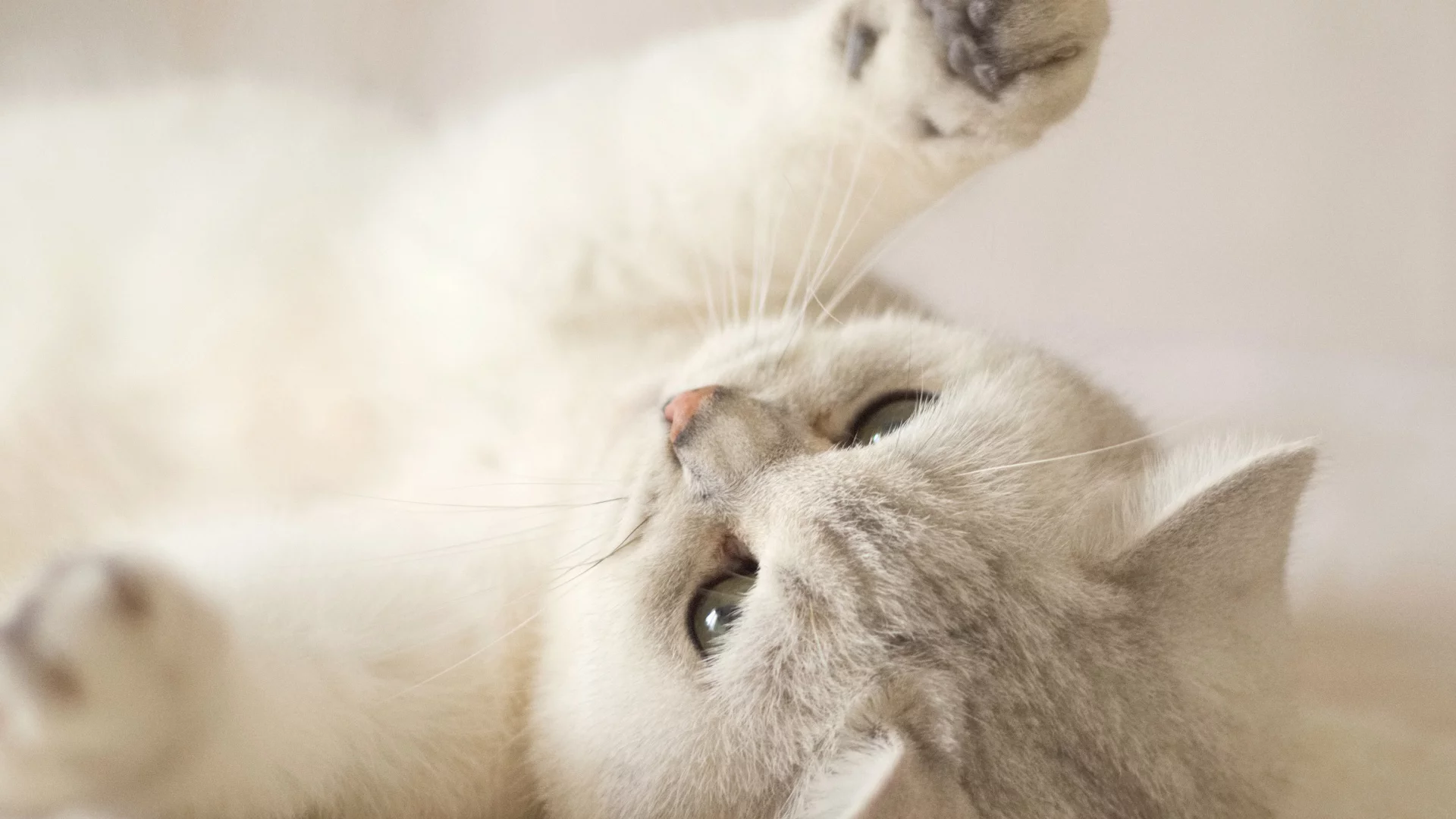 кошка, животное, лежит