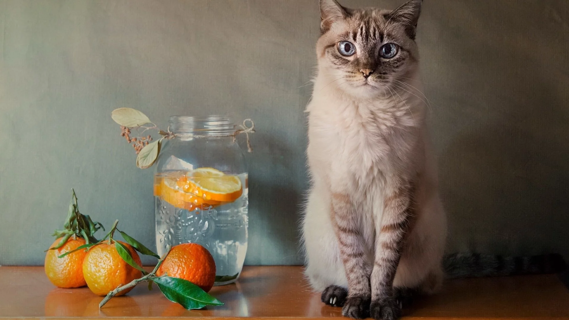 кот, взгляд, сидит