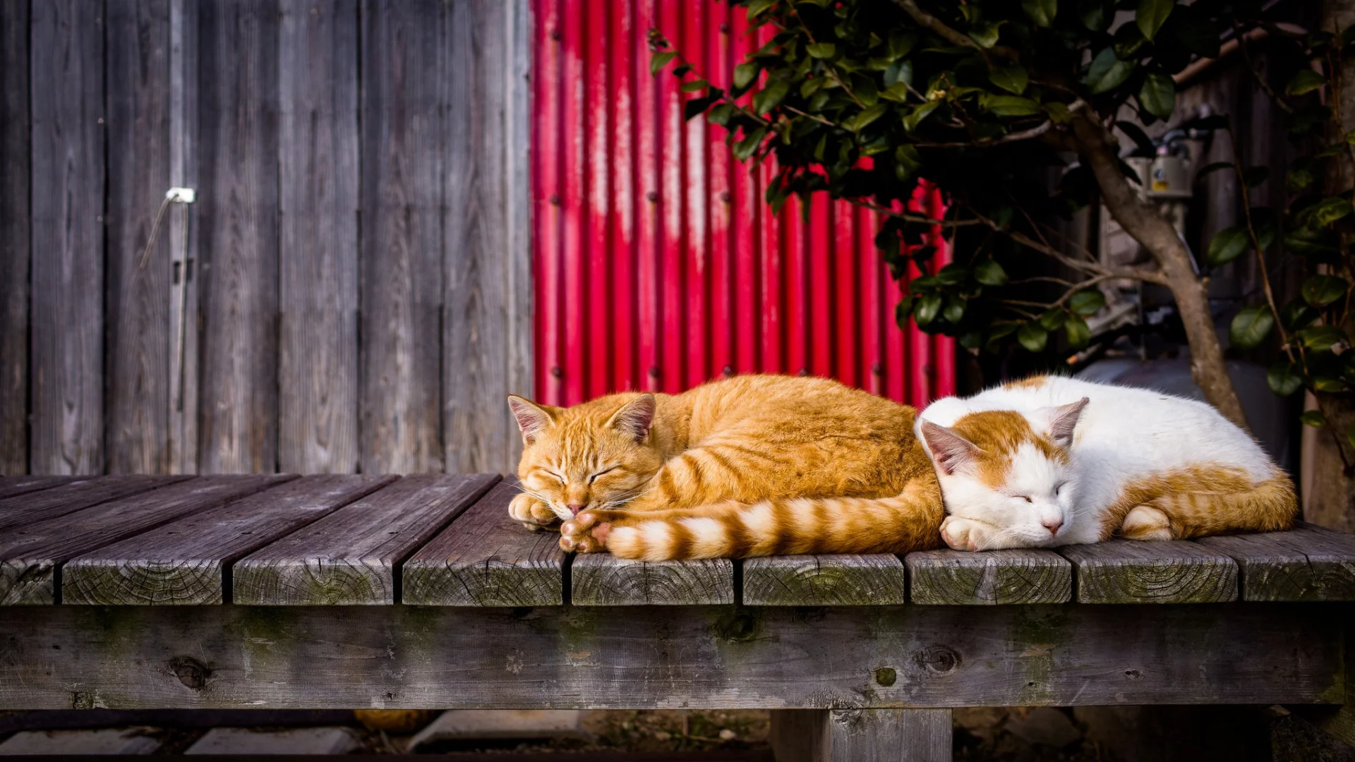 коты, спят