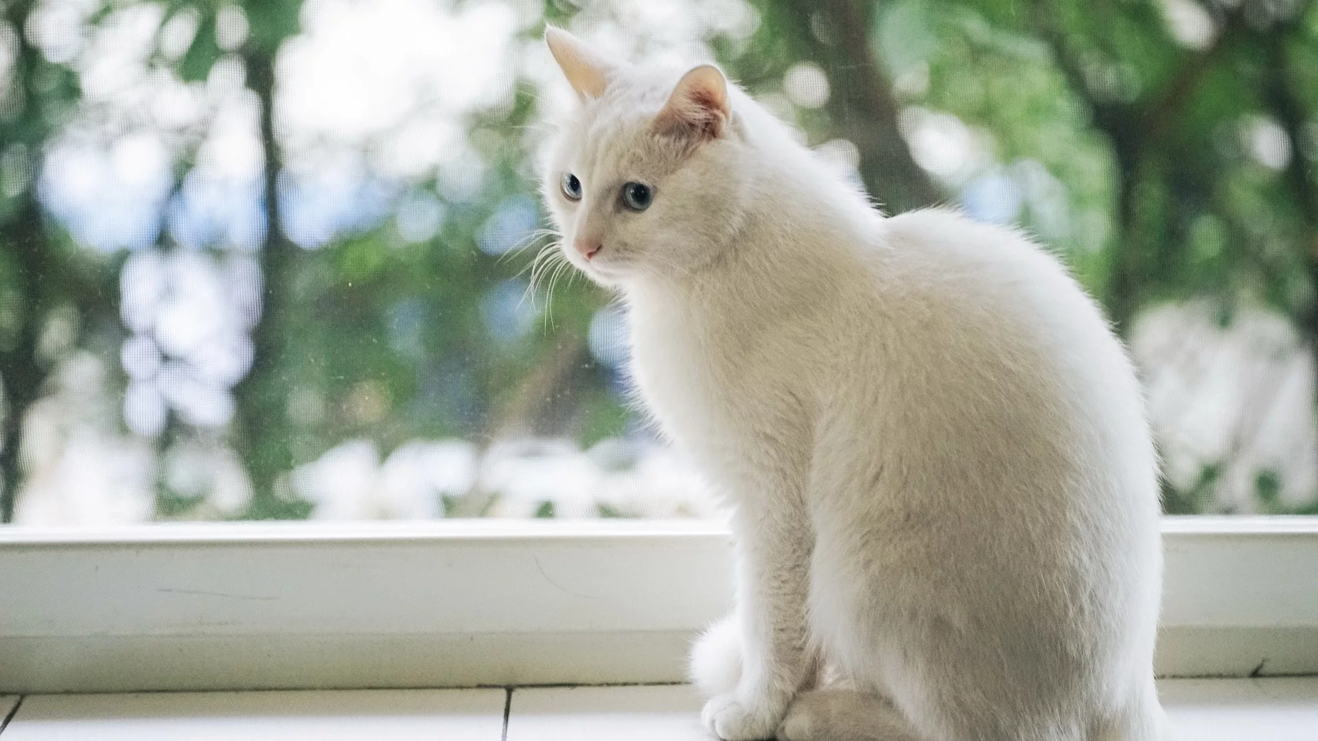 кошка, животное, взгляд