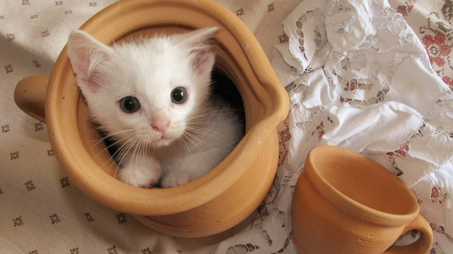 котёнок, маленький, сидит в кувшине