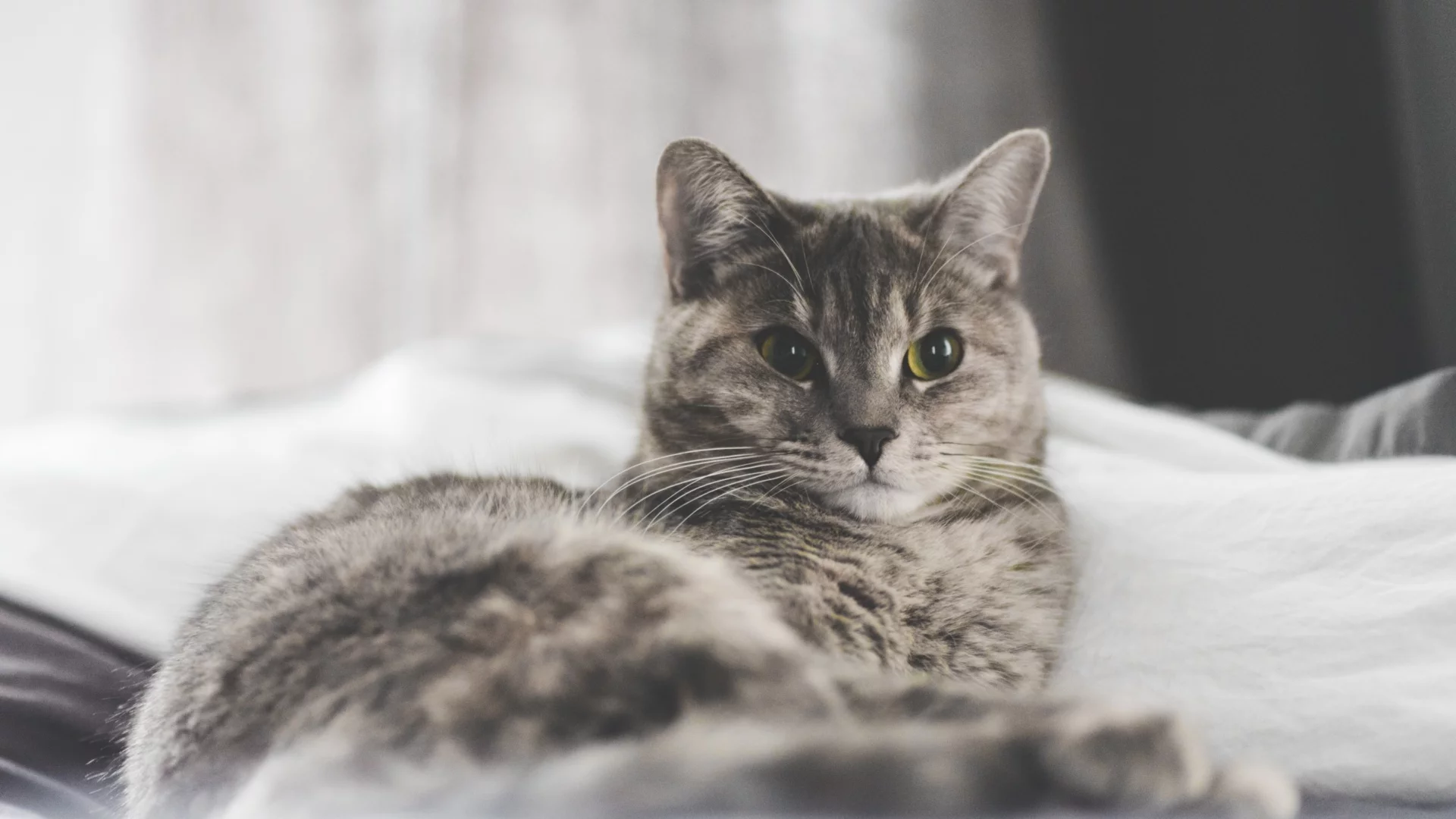 кот, животное, взгляд, лежит