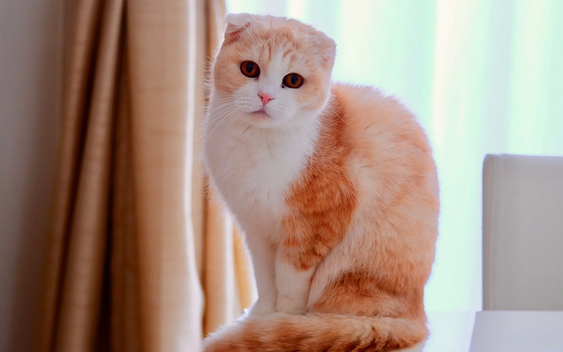 кошка, взгляд, животное