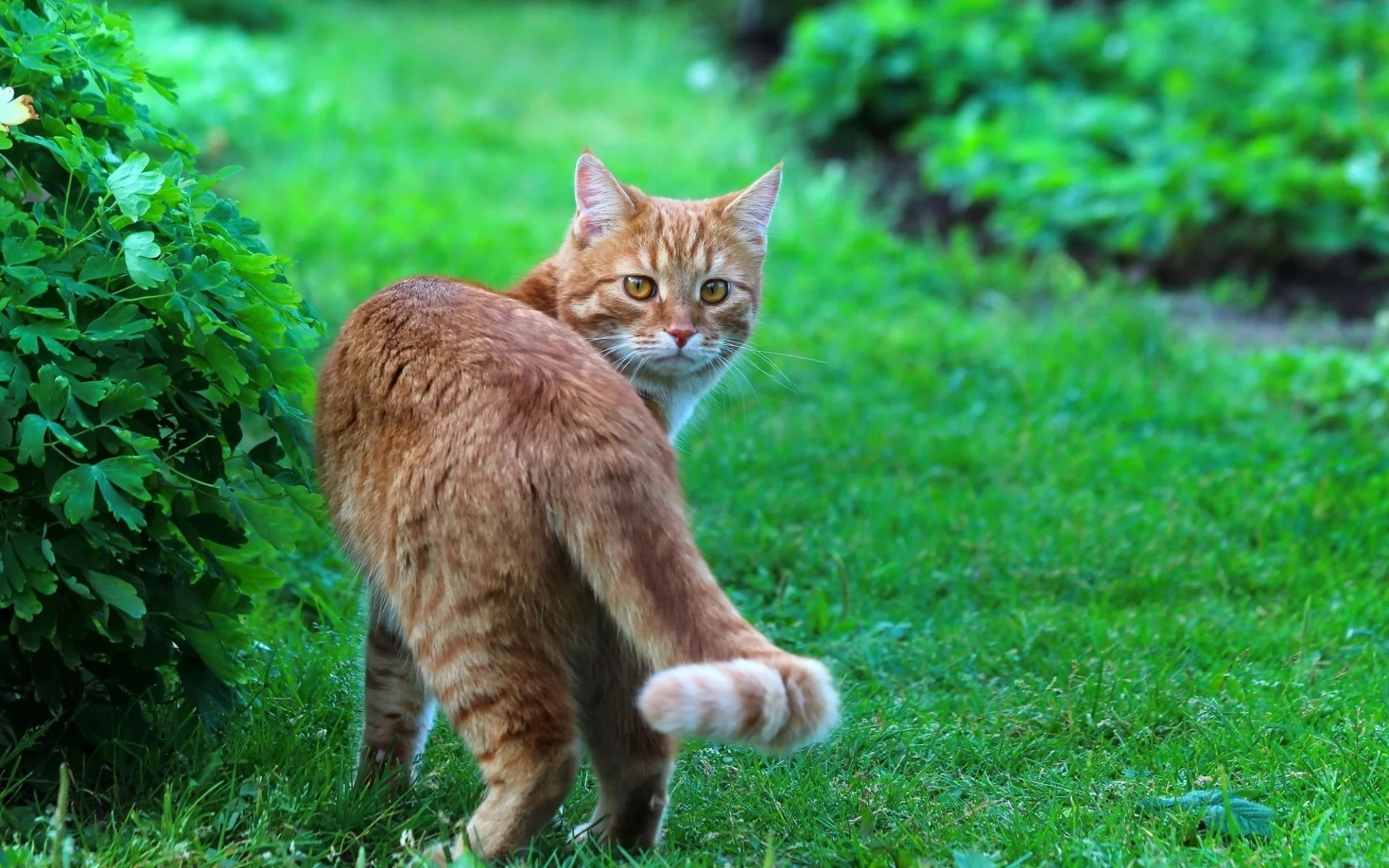 кот, взгляд, животное
