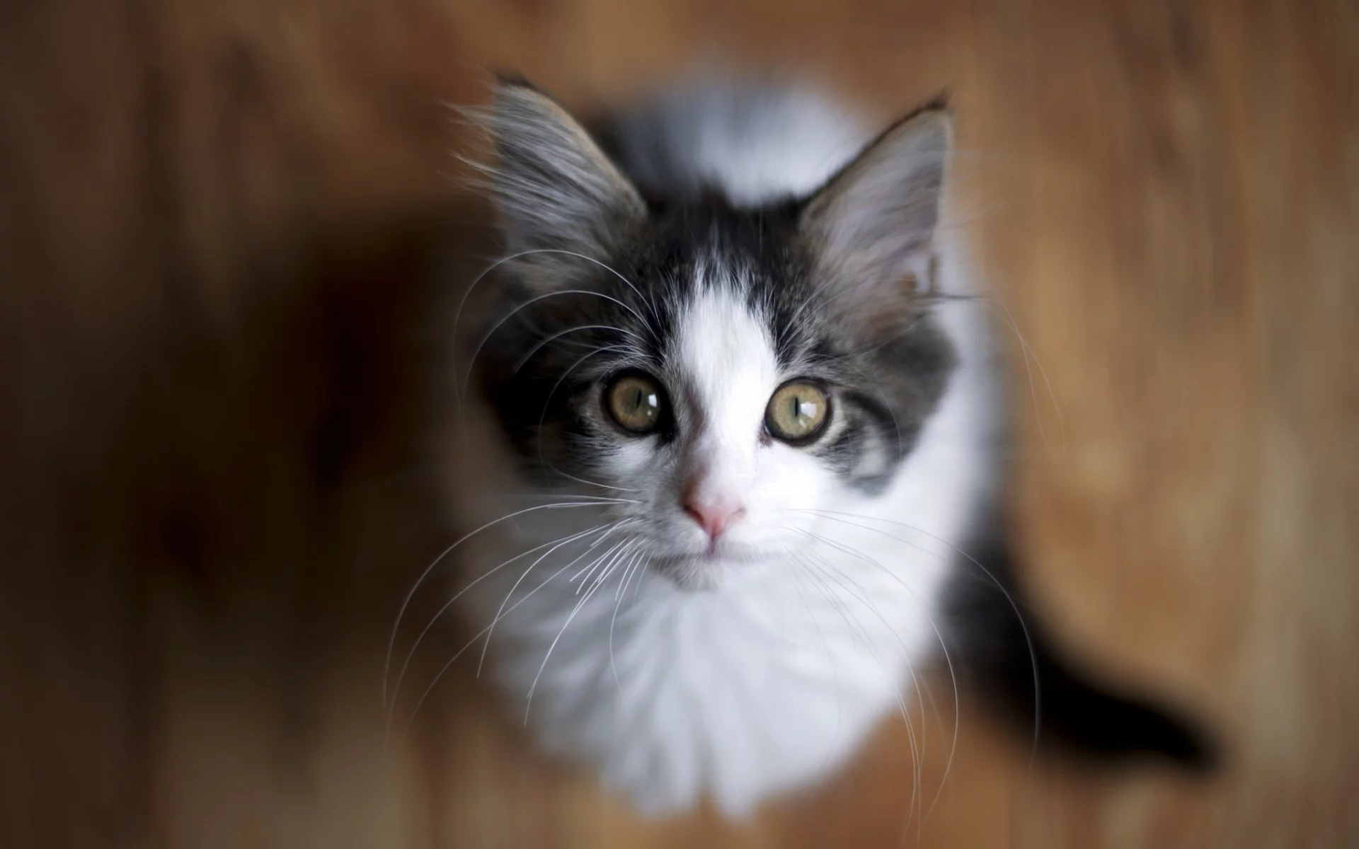 кошка, взгляд