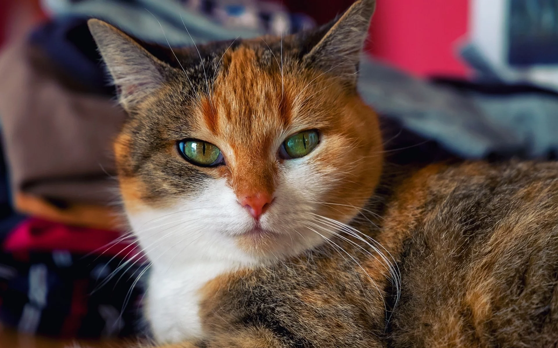 кот, животное, взгляд