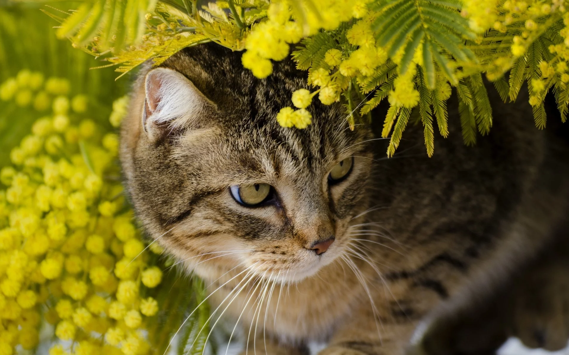 кот, взгляд, животное