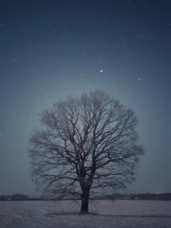 поле, дерево, ночь