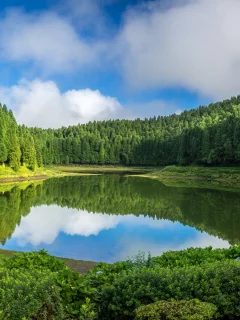озеро, лес, лето
