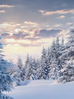природа, зима, лес, снег, ели