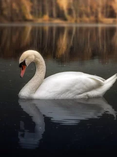 лебедь, плавает в воде