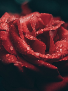 роза, бутон, капли росы