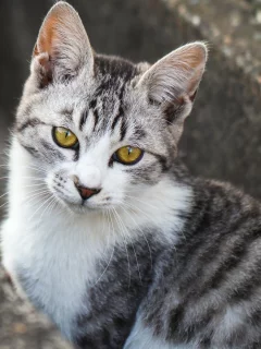 кот, взгляд, животное