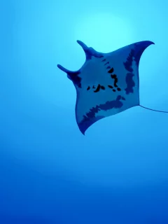скат, океан