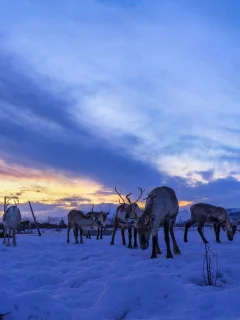 олени, снег, север