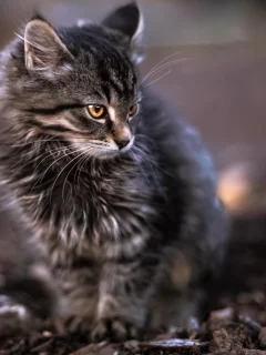 кот, взгляд, животное