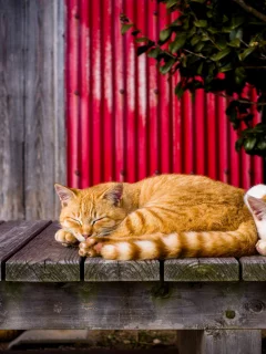 коты, спят