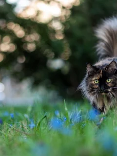 кот, животное, на природе