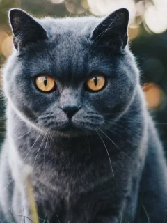 кот, взгляд