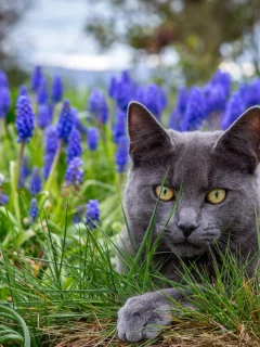 кот, взгляд, на природе