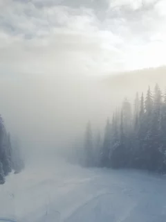 лес, деревья, зима, снег, туман