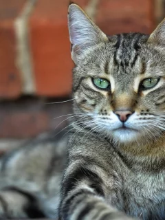 кот, взгляд