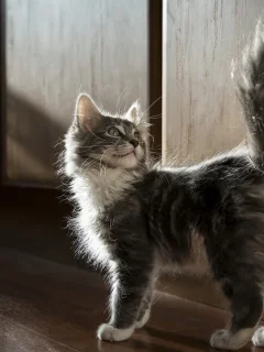 кошка, взгляд, животное