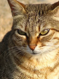 кот, взгляд