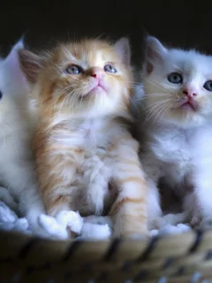 котята, маленькие