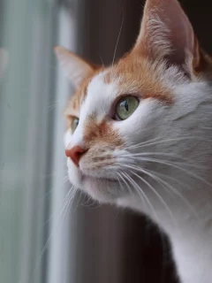 кот, животное, смотрит в окно