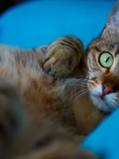 кот, взгляд, лежит