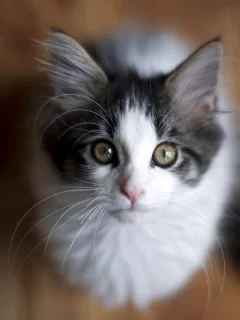 кошка, взгляд