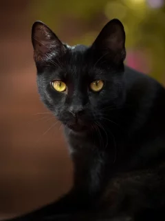 кот чёрный, взгляд