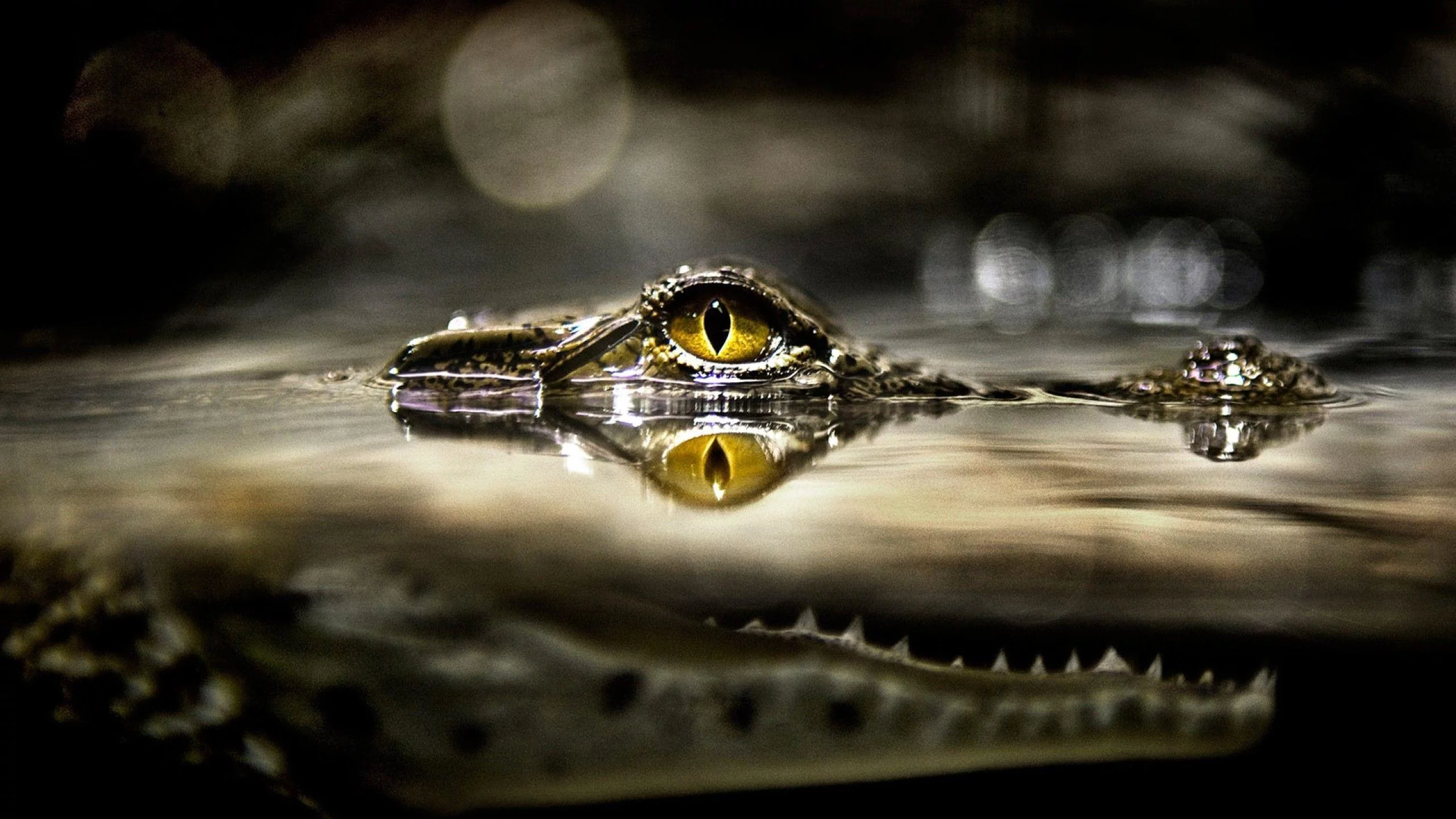 alligator, аллигатор, рептилия