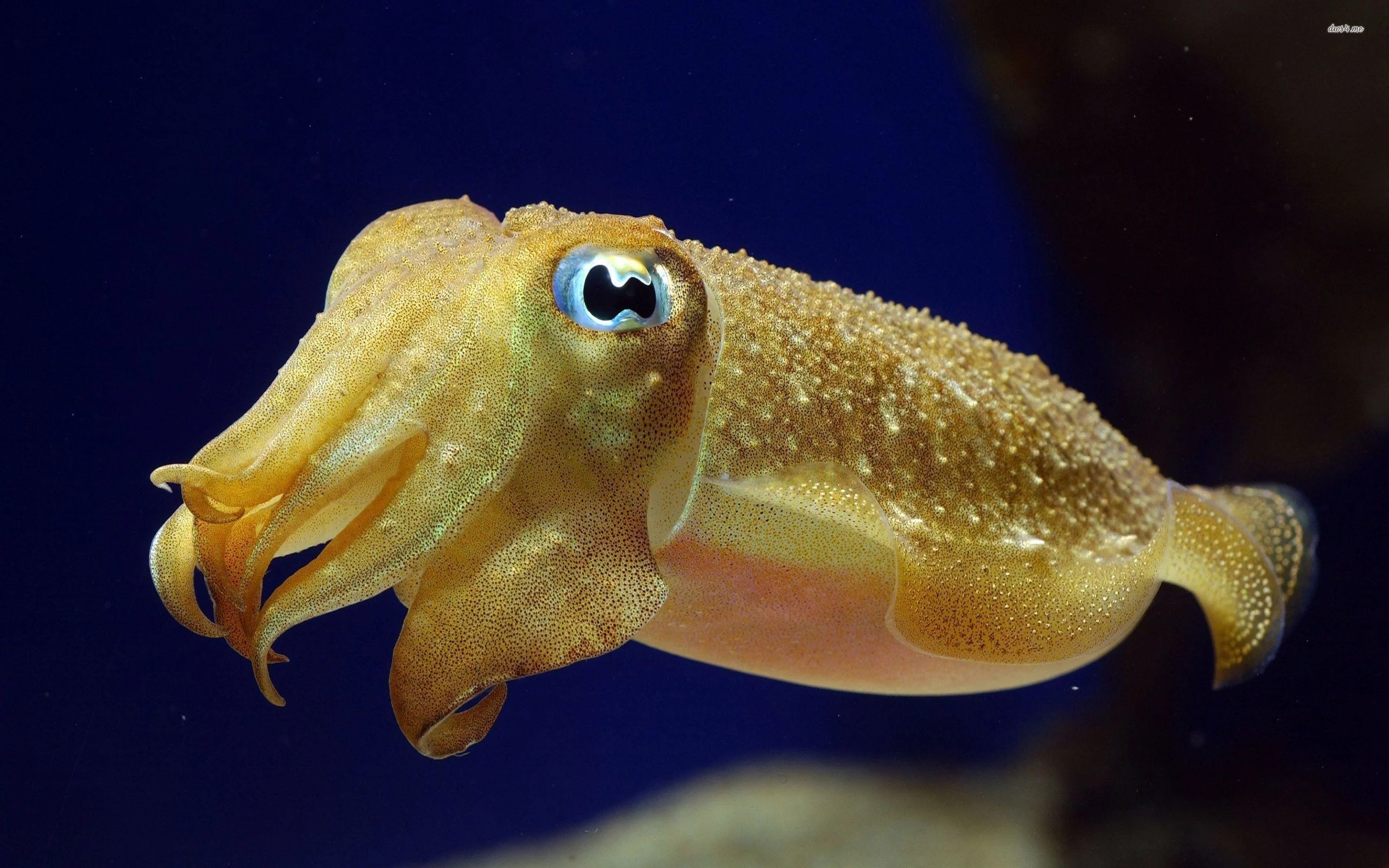 океан, чудище, cephalopod