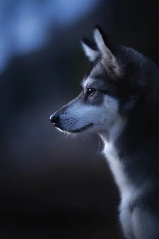 собака, животное