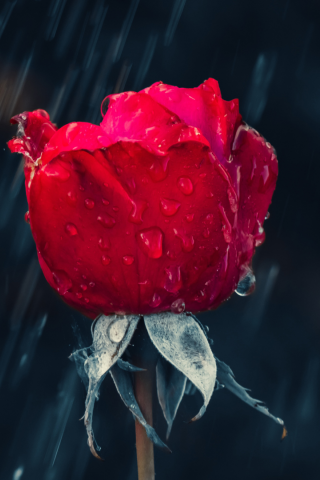 роза, бутон, дождь